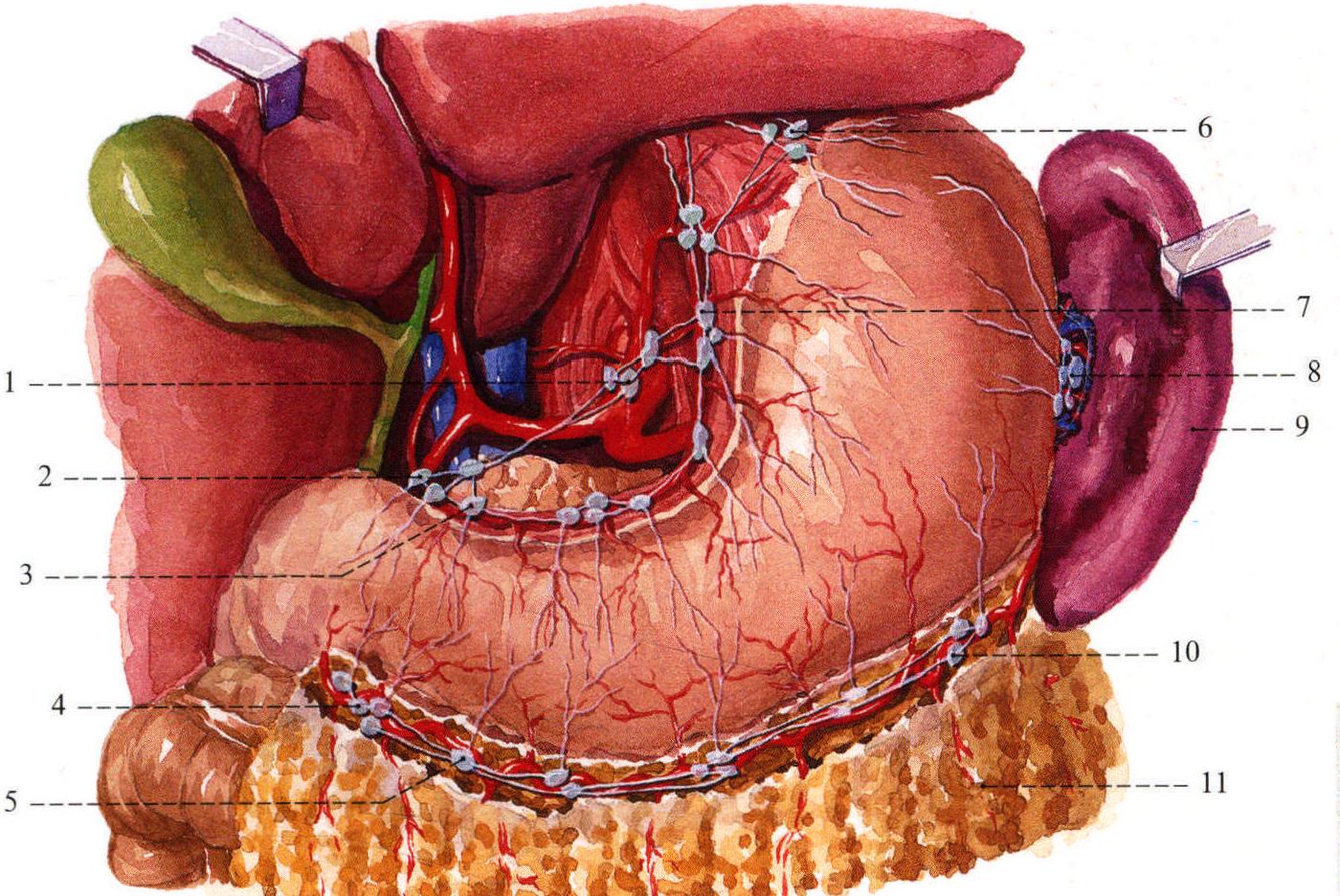 胃的四个分型图片,正常胃的形态四型图片,四种胃型图_大山谷图库